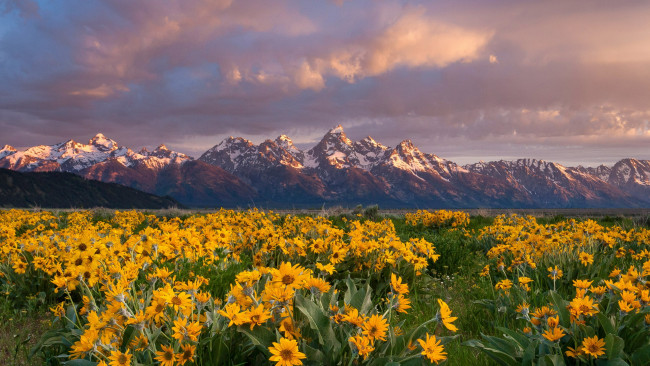 Обои картинки фото balsamroot, grand teton national park, wyoming, природа, луга, grand, teton, national, park