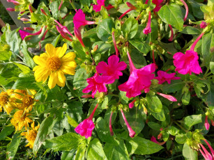 Картинка цветы разные+вместе мирабилис