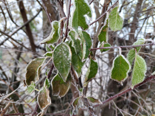 Картинка природа листья иней