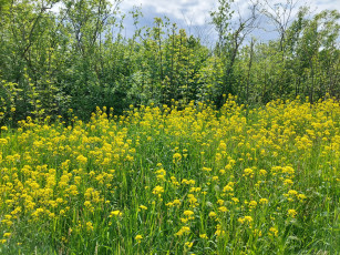 Картинка природа луга луг