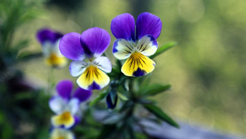 Картинка цветы анютины+глазки+ садовые+фиалки анютины глазки