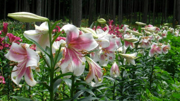 Картинка цветы лилии +лилейники лес