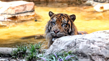 Картинка животные тигры тигр голова камни