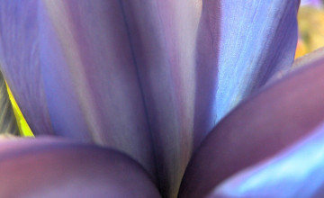 обоя цветы, ирисы, сердцевина, макро