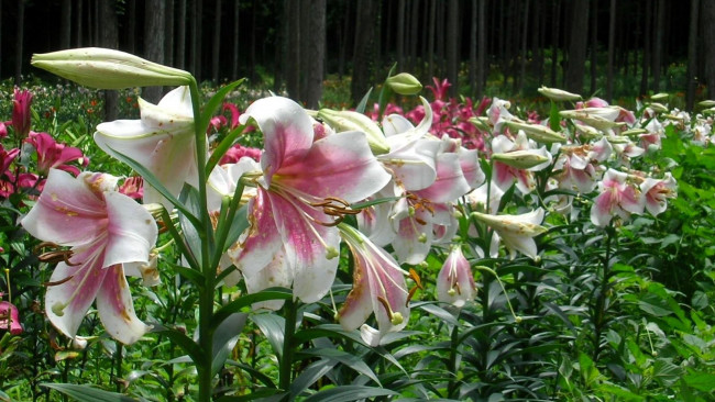 Обои картинки фото цветы, лилии,  лилейники, лес