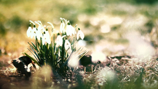Обои картинки фото цветы, подснежники,  белоцветники,  пролески
