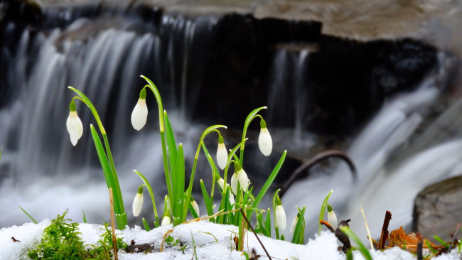 Обои картинки фото цветы, подснежники,  белоцветники,  пролески, водопад