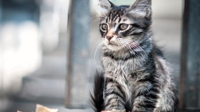 Обои картинки фото животные, коты, кот, серый, полосатый