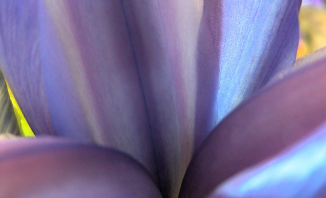 Обои картинки фото цветы, ирисы, сердцевина, макро
