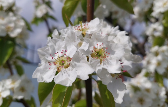 Обои картинки фото цветы, цветущие деревья ,  кустарники, груша