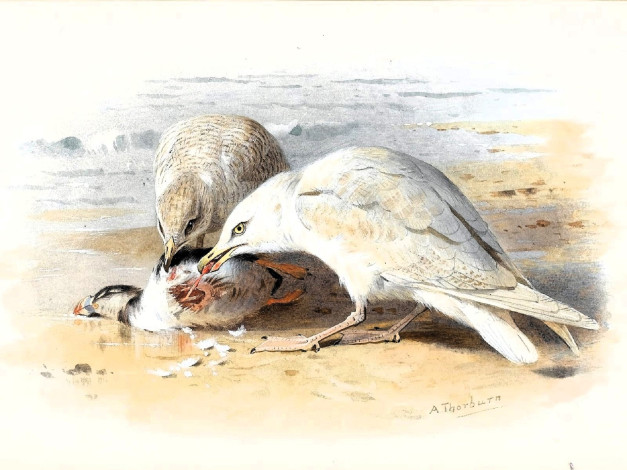 Обои картинки фото рисованное, archibald thorburn, чайки, птицы, добыча, море