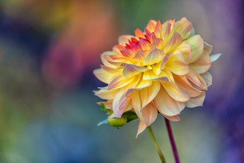 обоя цветы, георгины, цветок