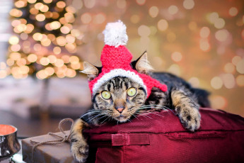 Картинка животные коты кот шапка подарки блики новый год