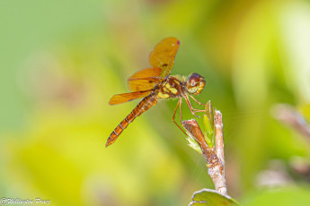 обоя животные, стрекозы, насекомое