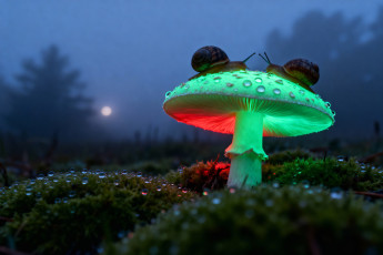 обоя животные, улитки, грибы