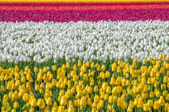 обоя цветы, тюльпаны