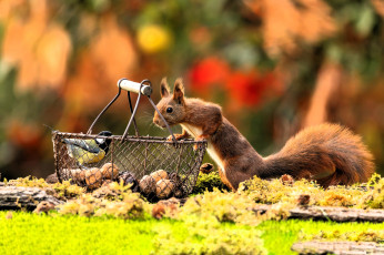 обоя животные, разные вместе, белка, синица, корзина, орехи, поляна, мох, осень