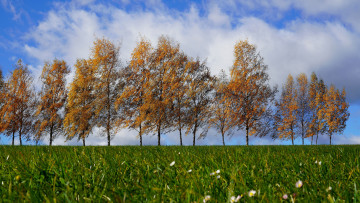 обоя природа, деревья, пейзаж