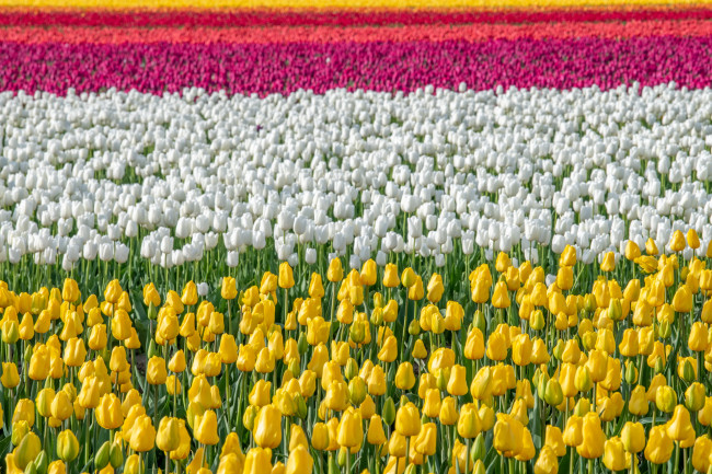 Обои картинки фото цветы, тюльпаны