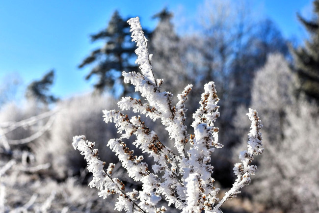 Обои картинки фото природа, деревья, лес, снег, зима, иней