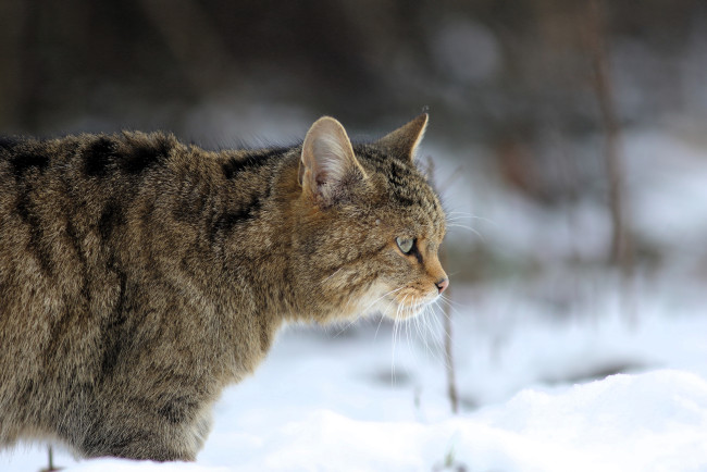 Обои картинки фото животные, дикие кошки, кот, зима, снег