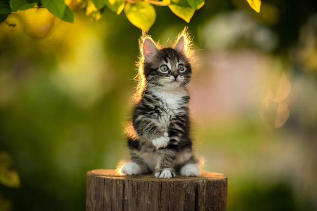 Обои картинки фото животные, коты, кот, кошка, котёнок