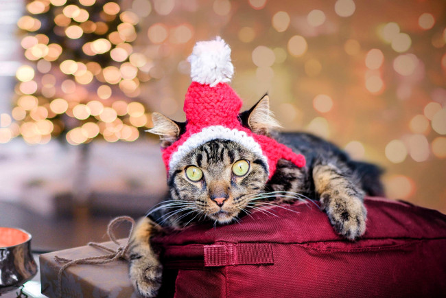 Обои картинки фото животные, коты, кот, шапка, подарки, блики, новый, год