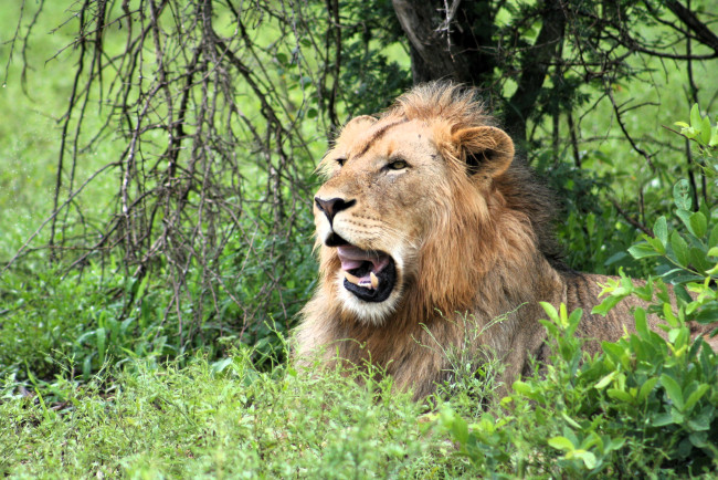Обои картинки фото животные, львы, лев, трава, дерево