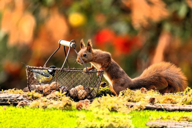Обои картинки фото животные, разные вместе, белка, синица, корзина, орехи, поляна, мох, осень