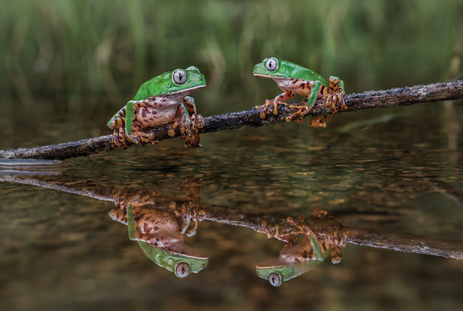 Обои картинки фото животные, лягушки, отражение