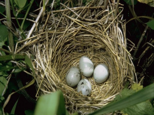 Картинка животные гнезда птиц