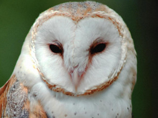 Картинка животные совы