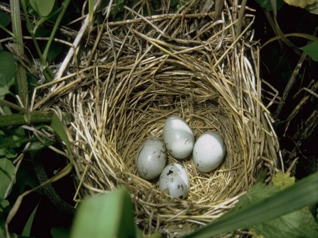 Обои картинки фото животные, гнезда, птиц