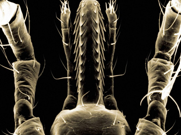 Обои картинки фото животные, насекомые