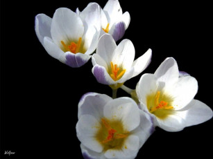 Картинка цветы крокусы