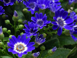 Картинка цветы цинерария