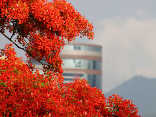 Картинка цветы делоникс королевский огненное дерево