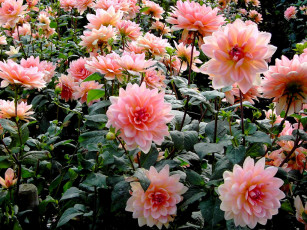 Картинка цветы георгины