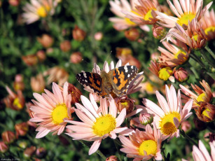 Картинка цветы хризантемы