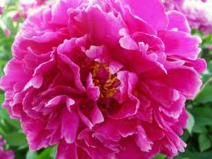 Картинка цветы пионы