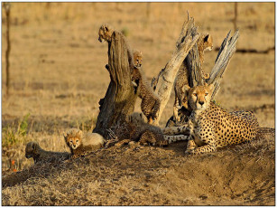 Картинка животные гепарды