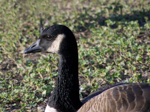 Картинка животные гуси