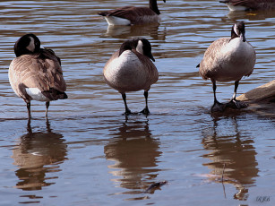 Картинка животные гуси