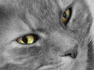 Картинка животные коты