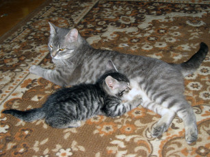 Картинка животные коты