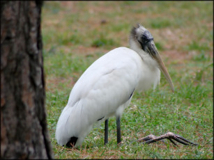 Картинка животные птицы