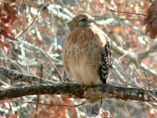 Картинка животные птицы хищники