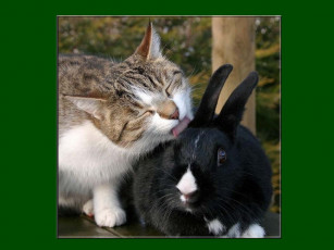 Картинка животные разные вместе