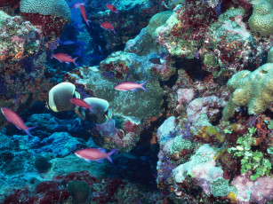 Картинка животные рыбы