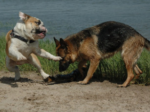 Картинка животные собаки